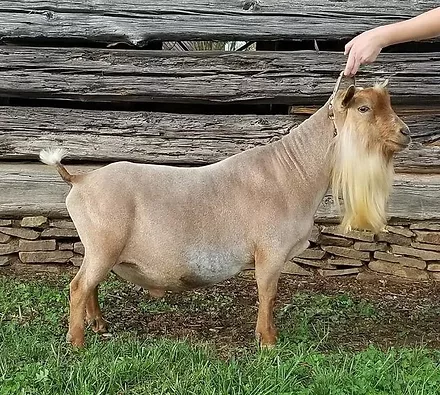 SIRE- Luv Lil Mtn CH Tristan PC Lil Mtn Farm.webp