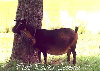 SD- Flat Rocks Gemma PC Lil Mtn Farm.webp