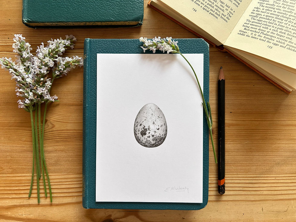 Thumbnail: "Study of a woodcock egg in graphite 2" (Original, unframed)