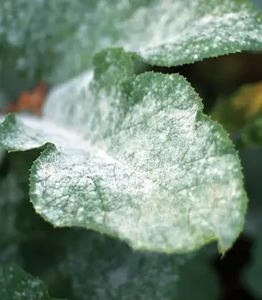 Fungi.webp