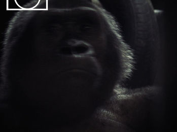 Cher backs a campaign to free Bua Noi