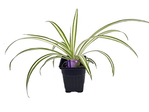 Ocean Spider Plant - 2 Plants - Easy to Grow - Cleans The Air - New - 3