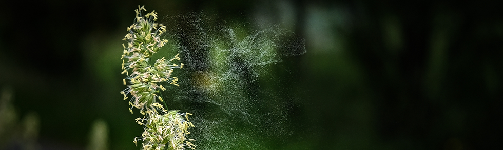 Hay fever, rhinitis and post-nasal drip.png