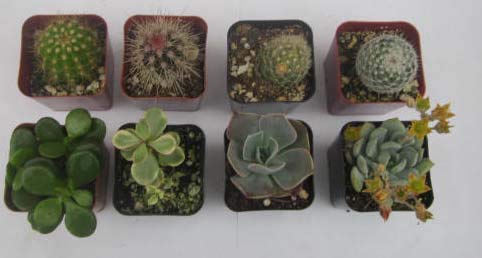 Instant Cactus/Succulent Collection - 8 Plants 2