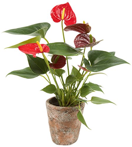 Color Orchids AMZ2401 Live Blooming Anthurium, 12