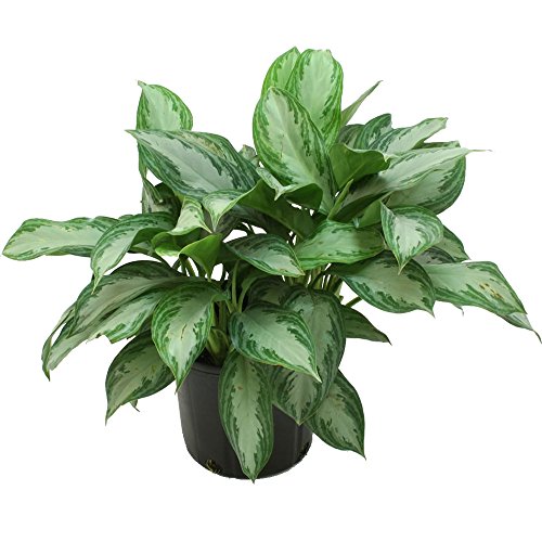 Costa Farms Silver Bay Aglaonema Chinese Evergreen in 9.25-Inch Grower Pot