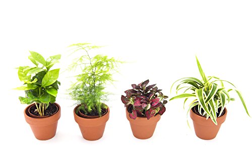 KaBloom Live Plant Collection: Set of 4 Live Plants in a 3-inch Terracotta Clay Pot - Coffee Plant, Fern, Hypoestes, & Spider Plant