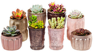 Shop Succulents 3-5