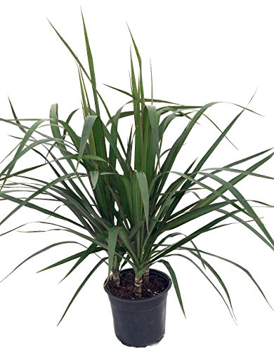 Madagascar Dragon Tree - Dracaena marginata - 6