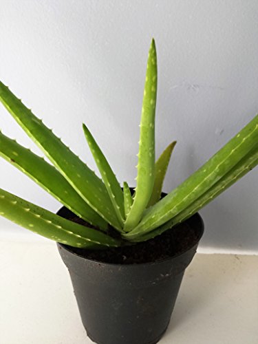 Aloe Vera Plant