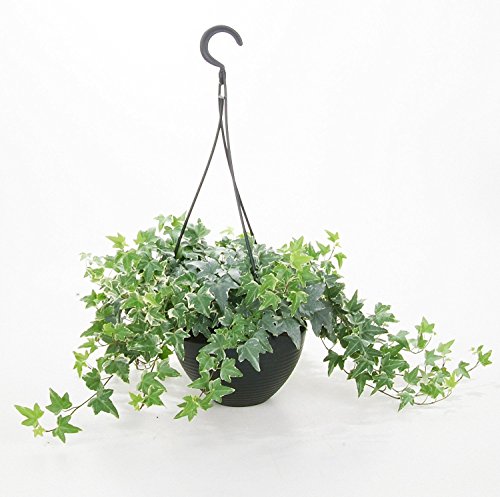 Seedusa LLC. (Seeds ONLY) English Ivy Hedera Helix 25 Seeds Air Purification Plant