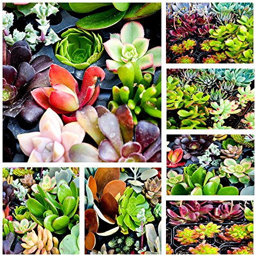 Shop Succulents| Assorted Collection of Live Succulent Cuttings, Hand Selected Variety Pack of Cut Succulents, All Cuttings are of Unique Varieties | Collection of 10