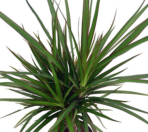 Madagascar Dragon Tree - Dracaena marginata - 4