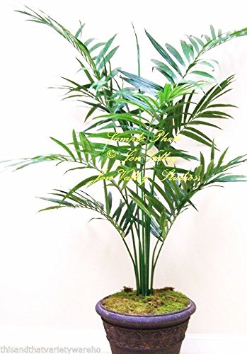 Howea Forsteriana Seeds Kentia Palm Houseplant or Standard Elegant Fronds Rare!
