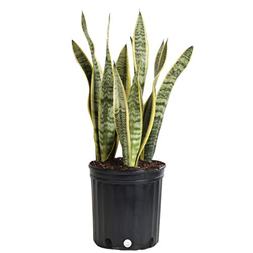 Costa Farms Snake Plant, Sansevieria laurentii, Live Indoor Plant, 2 to 3-Feet Tall, Ships in Grow Pot, Fresh From Our Farm, Excellent Gift