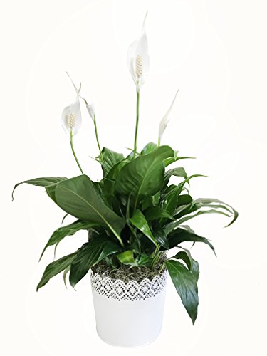 Kurt Weiss Greenhouses Live Peace Lily Plant in a 6
