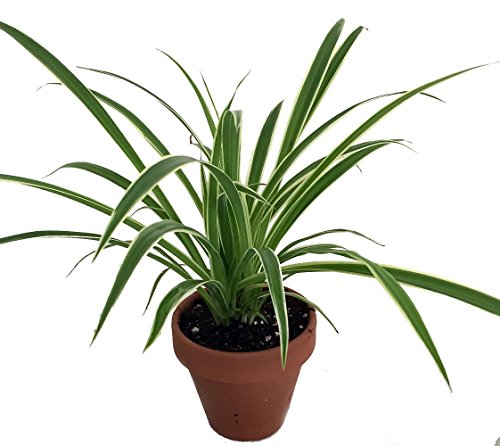 Hirt's Reverse Variegated Spider Plant - 4