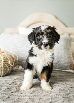 aussiedoodle