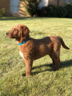 Labradoodle Puppy