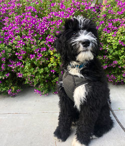 F1 Bernedoodle black and white