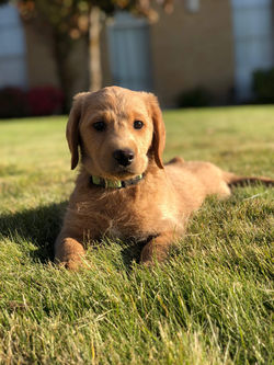 Labradoodle Puppy