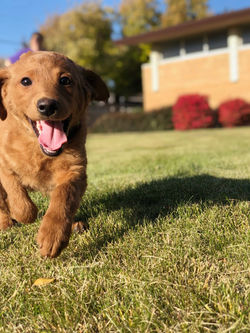 Labradoodle Puppy