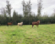 IMG_0656.jpeg