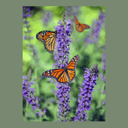 Background Matcher.gif