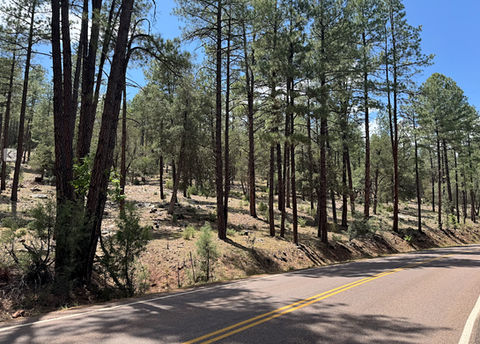 Forest across from Property. Expression of Interest Open for Buildable lot / land fronting Houston Mesa Road, Payson, AZ - listing in Fall 2025