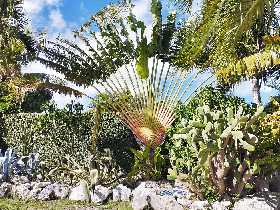 Jardin tropical d’une villa de vacances avec piscine privée à Saint-François, Guadeloupe