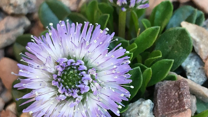 Globularia Cordifolia Callus Culture Extract (Plant Stem Cells)