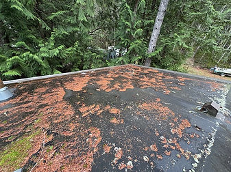 moss removal langford