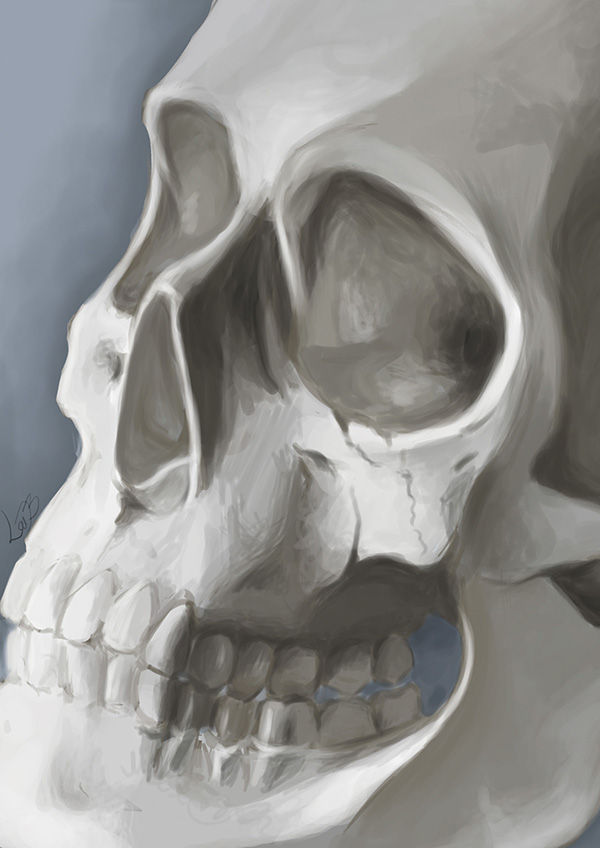 Estudio calavera