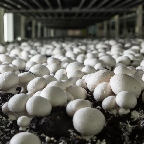 Tiny Oyster Mushrooms Remove Heavy Metals from Polluted Water