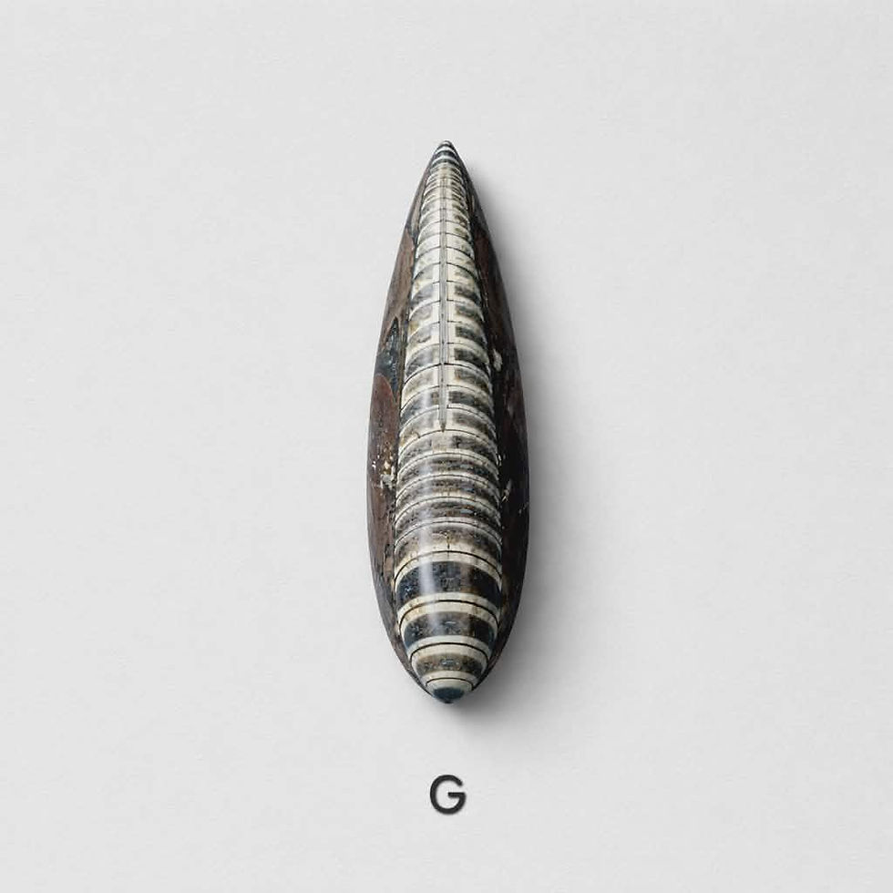 Thumbnail: Orthoceras Stone (G)