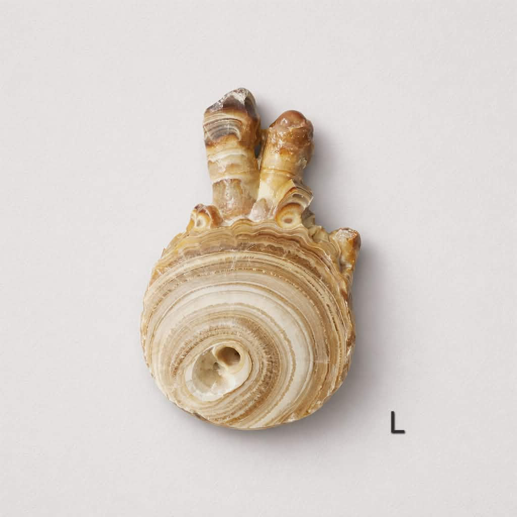 Cave Calcite Aragonite Morocco (L)