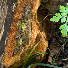 Firerug Inkcap (Coprinellus domesticus), Mycobee Library No. 356