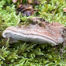 Big Smoky Bracket (Bjerkandera fumosa), Mycobee Library No. 232