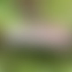 Big Smoky Bracket (Bjerkandera fumosa), Mycobee Library No. 232