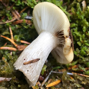 Orche Brittlegill (Russula ochroleuca), Mycobee Library No.321