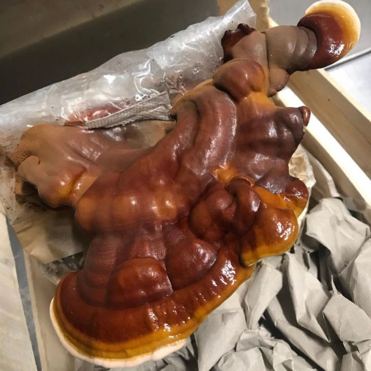 Miniatura: Organic Reishi Powder 40g pouch