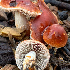 Redlead Roundhead (Leratiomyces ceres), Mycobee Library No. 457