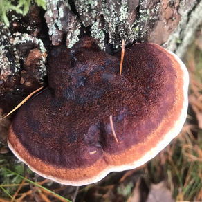 Benzoin Bracket (Ischnoderma benzoinum), Mycobee Library No.319