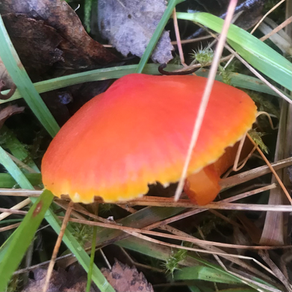 Scarlet Waxcap (Hygrocybe cocinea), Mycobee Library No.248