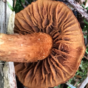 Deadly Webcap (Cortinarius rubellus), Mycobee Library No.100