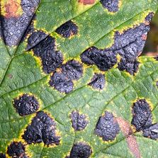 Sycamore Tarspot (Rhytisma acerinum), Mycobee Library No. 170
