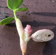 Cowberry Redleaf (Exobasidium vaccinii), Mycobee Library No.307
