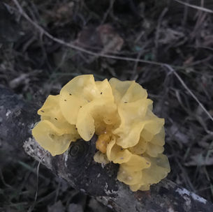 Yellow Brain Fungus (Tremella mesenterica), Mycobee Library No.71