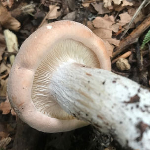 Tan Pinkgill (Rhodocybe gemina), Mycobee Library No. 347