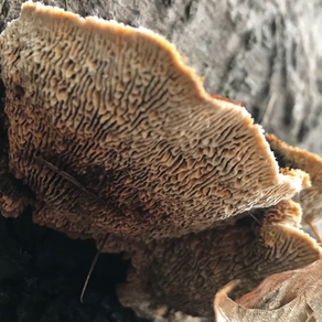 Conifer Mazegill (Gleophyllum sepiarium), Mycobee Library No.233